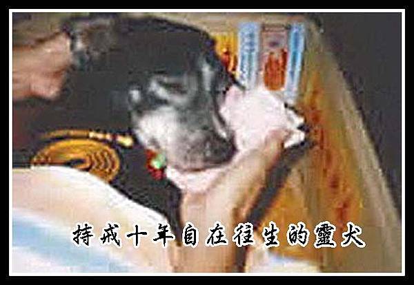 A靈犬持戒１０年
