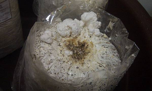 20121216-01-珊瑚菇-昨天晚上忘記拍,只有一小坨,早上起床變這樣了 20121216-01-珊瑚菇-昨天晚上忘記拍,只有一小坨,早上起床變這樣了