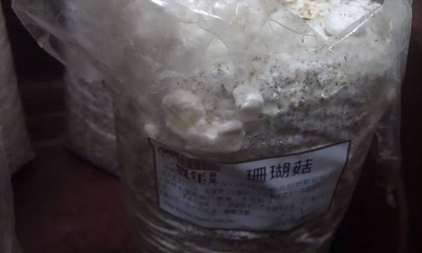 20121216-02-珊瑚菇的側面,也開始長出一大堆 20121216-02-珊瑚菇的側面,也開始長出一大堆