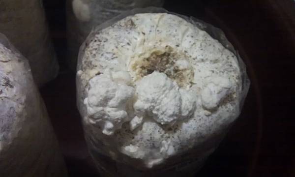 20121216-04-下午四點,珊瑚菇感覺又長大了 20121216-04-下午四點,珊瑚菇感覺又長大了