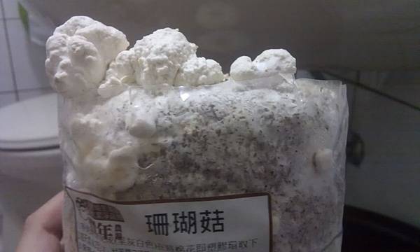 20121216-05-下午四點,珊瑚菇側面也越來越多了 20121216-05-下午四點,珊瑚菇側面也越來越多了