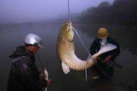 吃魚的方式都很殘忍-魚類的痛感與哺乳動物幾乎完全一樣/「活體 吃魚的方式都很殘忍-魚類的痛感與哺乳動物幾乎完全一樣/「活體