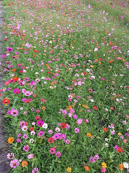 花2.jpg 花2.jpg