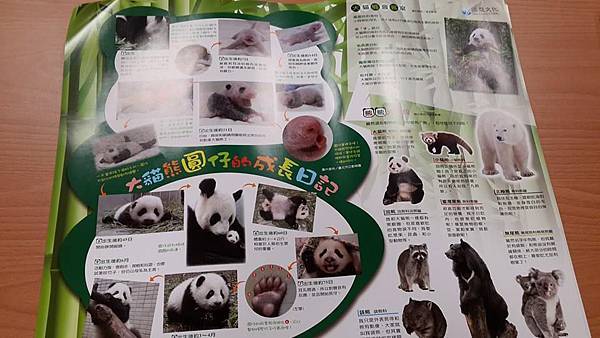 免費索取:可愛大熊貓海報