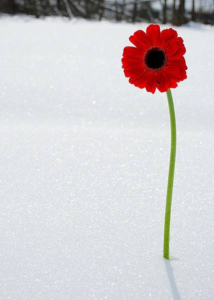 雪中紅花.jpg