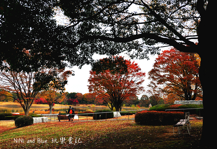 日本銀杏昭和公園06.jpg 日本銀杏昭和公園06.jpg