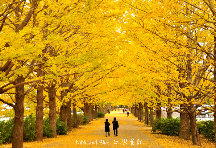 日本銀杏昭和公園08.jpg 日本銀杏昭和公園08.jpg