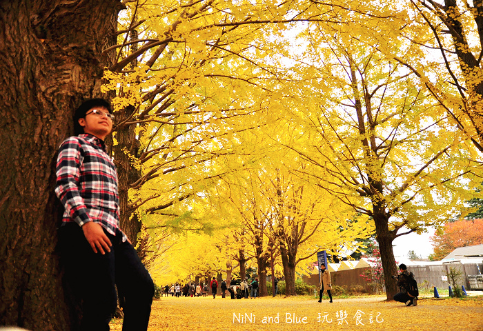 日本銀杏昭和公園17.jpg 日本銀杏昭和公園17.jpg