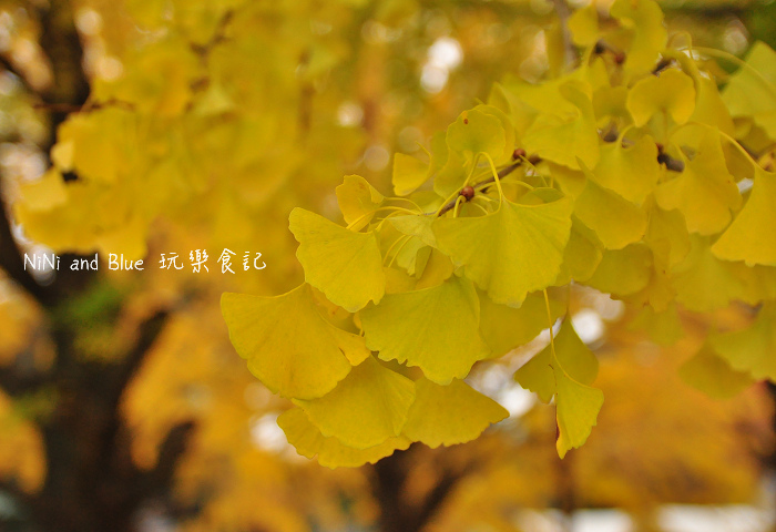 日本銀杏昭和公園21.jpg 日本銀杏昭和公園21.jpg