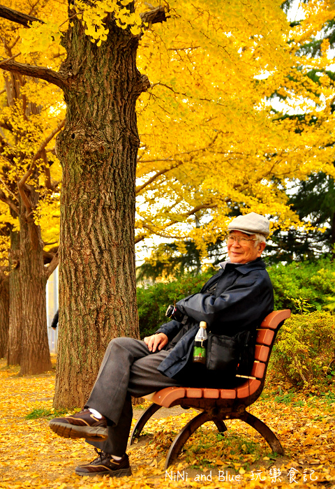 日本銀杏昭和公園22.jpg 日本銀杏昭和公園22.jpg
