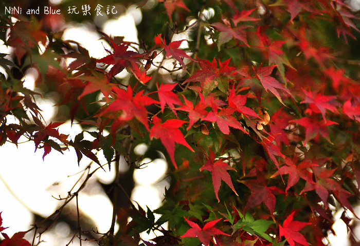 日本銀杏昭和公園25.jpg 日本銀杏昭和公園25.jpg