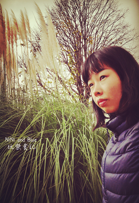 日本銀杏昭和公園26.jpg 日本銀杏昭和公園26.jpg