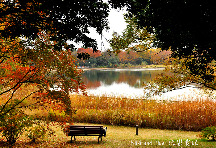 日本銀杏昭和公園30.jpg 日本銀杏昭和公園30.jpg
