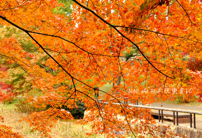日本銀杏昭和公園34.jpg 日本銀杏昭和公園34.jpg