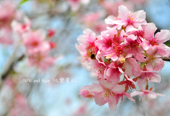 芬園烏日櫻花種苗場02.jpg 芬園烏日櫻花種苗場02.jpg