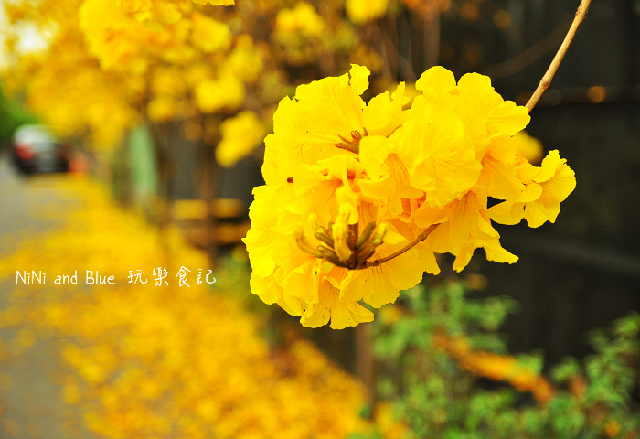 風鈴木樸提蘭園04.jpg 風鈴木樸提蘭園04.jpg