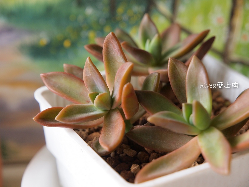 加州夕陽 加州夕陽