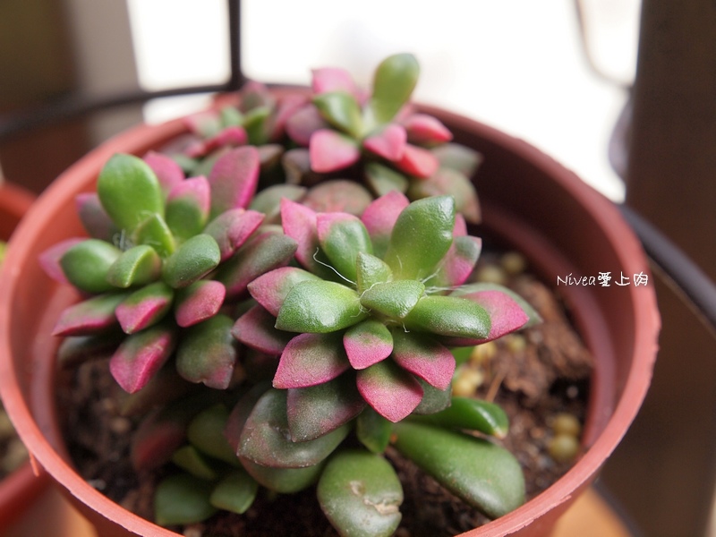 吹雪之松錦0201 吹雪之松錦0201