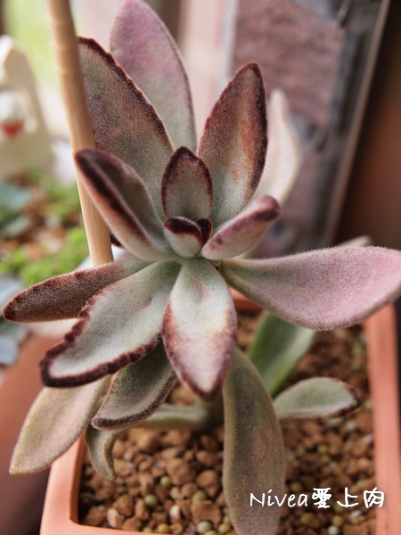 玫瑰黑兔 玫瑰黑兔