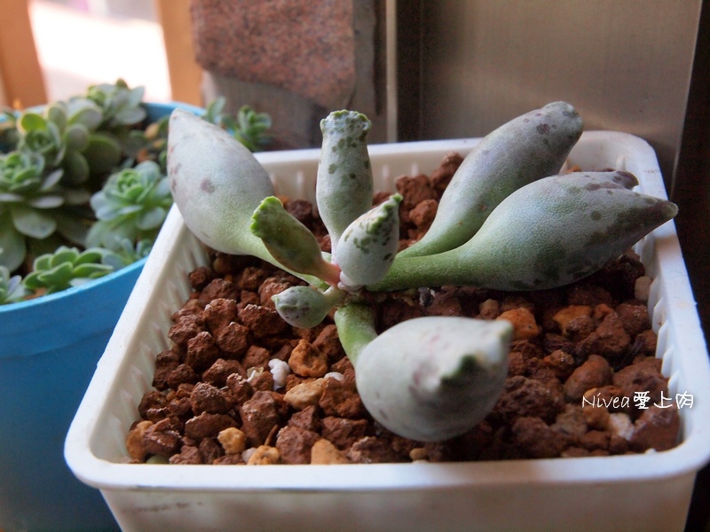 海豹天章0110 海豹天章0110