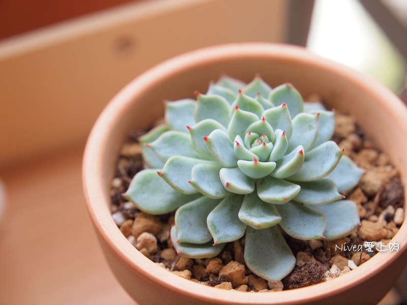 野玫瑰之精 野玫瑰之精