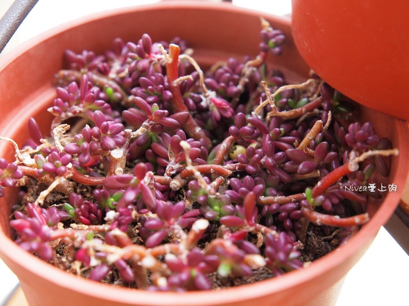 紫米粒0615 紫米粒0615