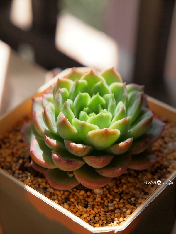 萊姆辣椒0120 萊姆辣椒0120