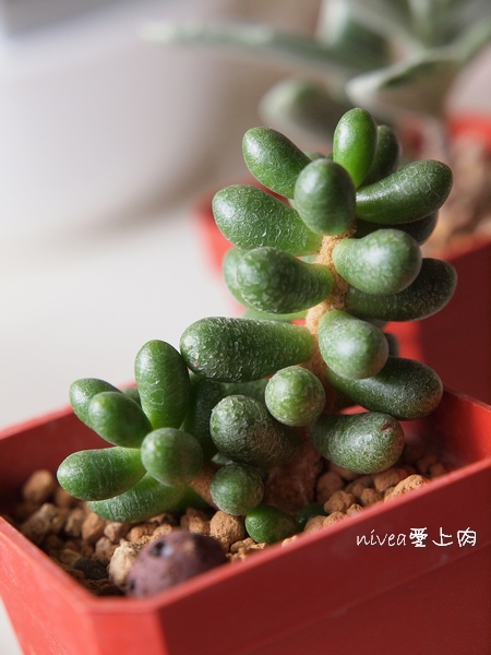 綠龜之卵1213 綠龜之卵1213