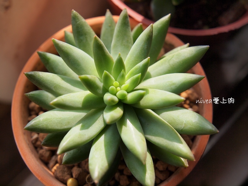 靜夜玉綴 靜夜玉綴