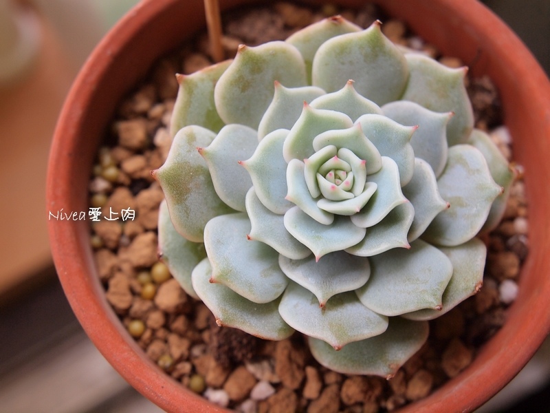 蘿拉10312 蘿拉10312