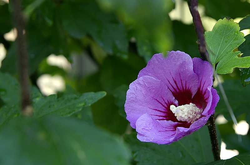 _IGP9372.JPG _IGP9372.JPG