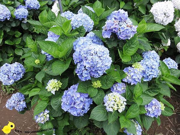 【台北 旅遊】陽明山-隱藏在步道中的花團錦簇 【台北 旅遊】陽明山-隱藏在步道中的花團錦簇