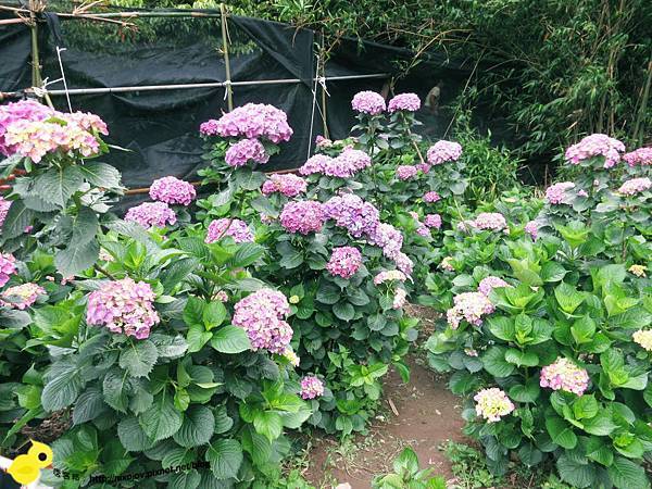 【台北 旅遊】陽明山-隱藏在步道中的花團錦簇 【台北 旅遊】陽明山-隱藏在步道中的花團錦簇