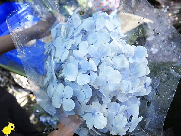 【台北 旅遊】陽明山-隱藏在步道中的花團錦簇 【台北 旅遊】陽明山-隱藏在步道中的花團錦簇