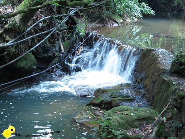 【台北 旅遊】陽明山-隱藏在步道中的花團錦簇 【台北 旅遊】陽明山-隱藏在步道中的花團錦簇