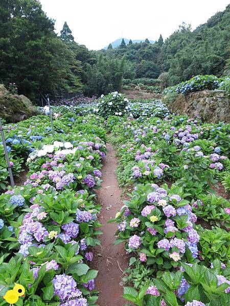 【台北 旅遊】陽明山-隱藏在步道中的花團錦簇 【台北 旅遊】陽明山-隱藏在步道中的花團錦簇