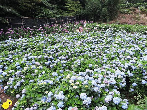 【台北 旅遊】陽明山-隱藏在步道中的花團錦簇 【台北 旅遊】陽明山-隱藏在步道中的花團錦簇
