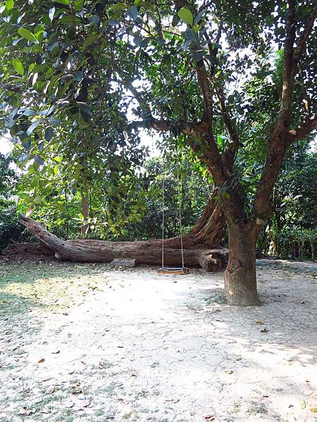 【台南】新化國家植物園-親子森林遊樂區