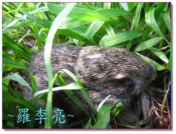 柳丁園 001 (4).jpg