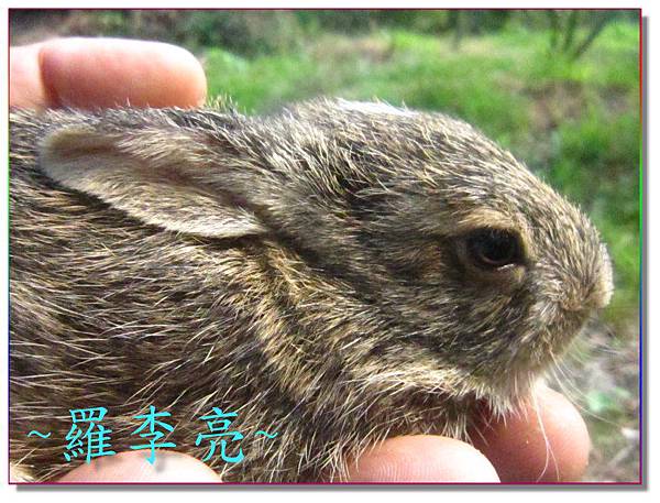 柳丁園 001 (5).jpg