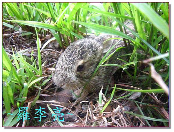 柳丁園 001 (13).jpg