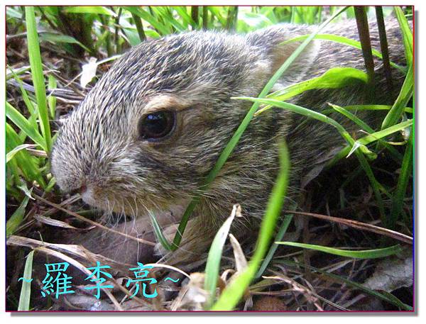 柳丁園 001 (17).jpg