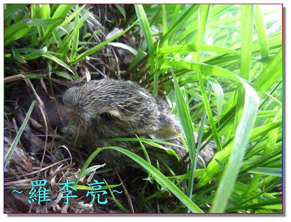 柳丁園 001 (19).jpg