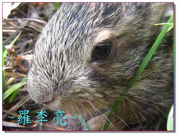 柳丁園 001 (18).jpg