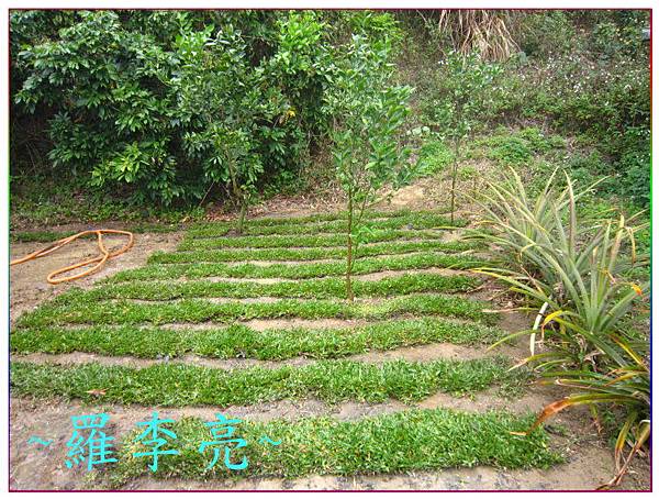 桃花朵朵開 001.jpg