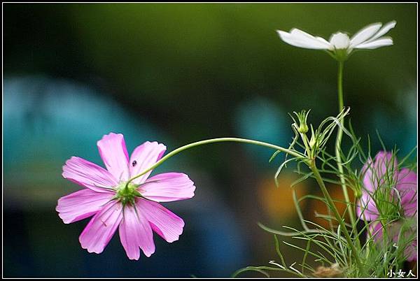 P5070465 P5070465