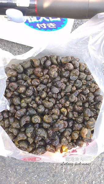金寶螺 金寶螺