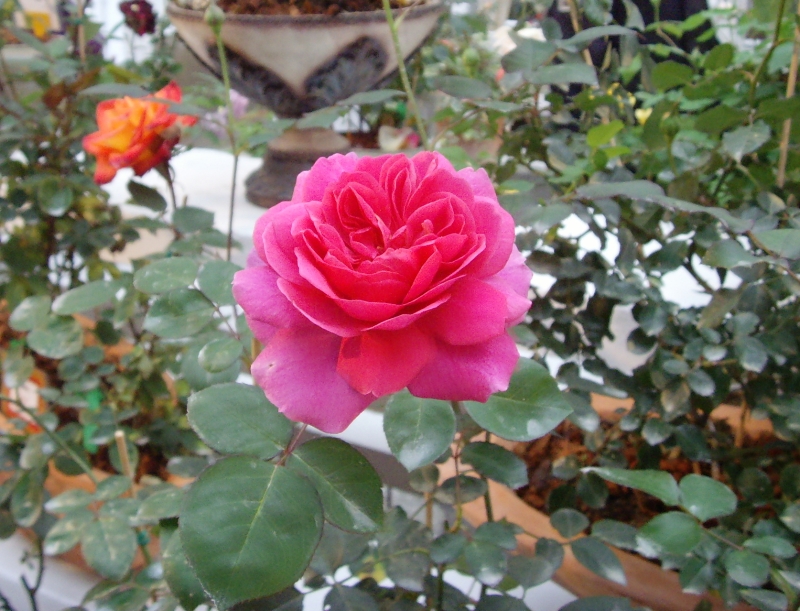 花1 花1