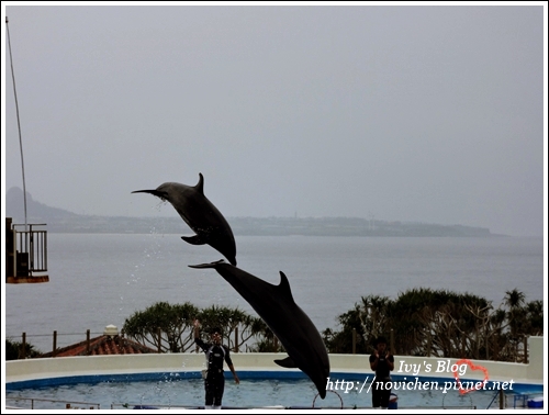 水族館_21