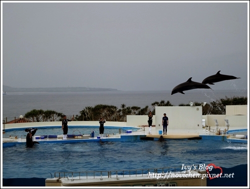 水族館_27